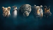 Dynasties izle